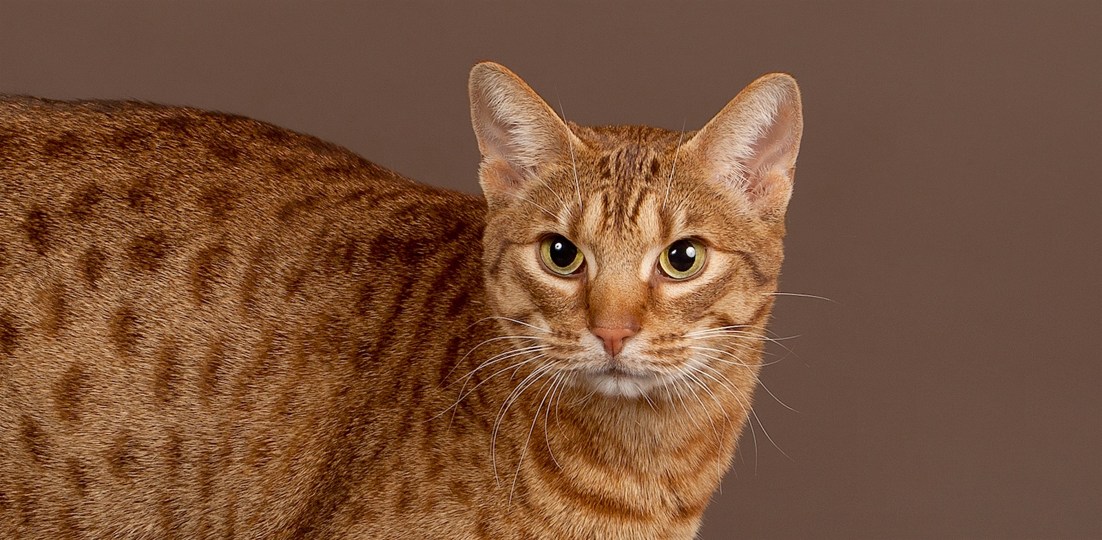 ocicat breeders