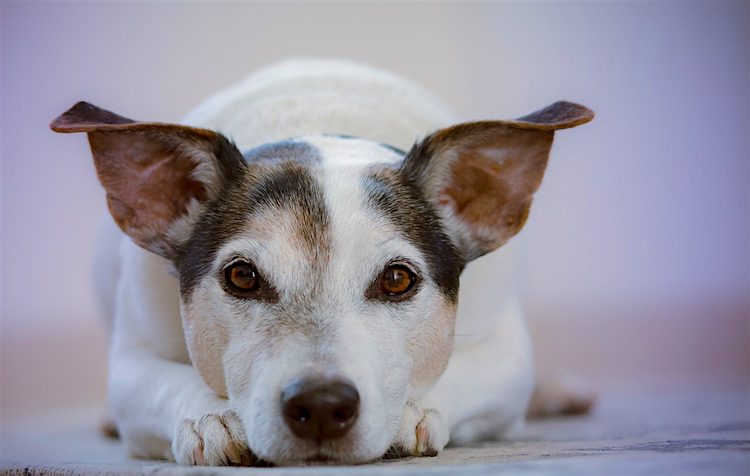 white crusty stuff on dogs ears