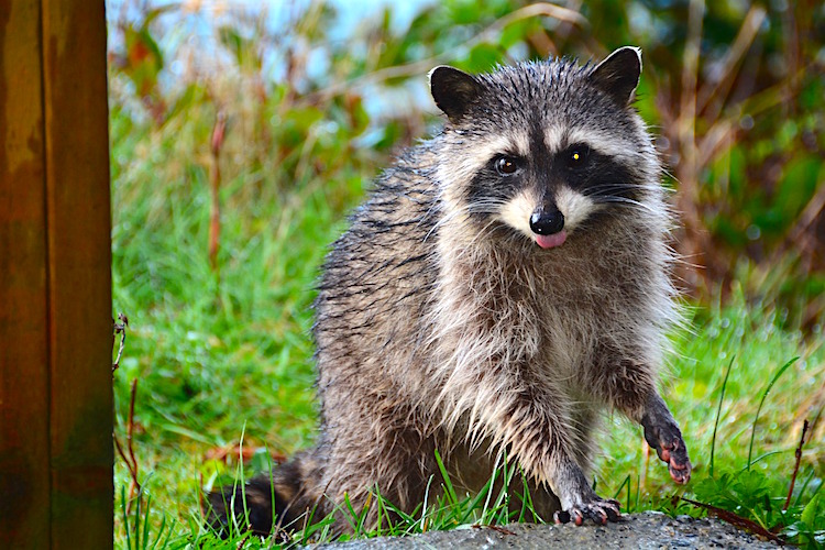 want-a-pet-raccoon-read-this-first-petful-pet-friendly-sites