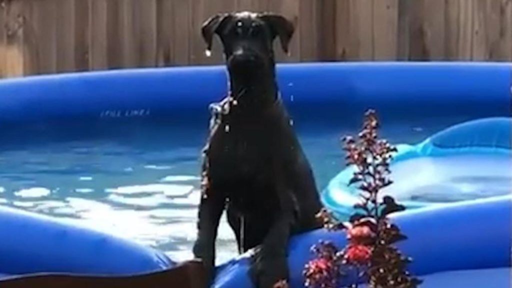 Busted! Watch what Baxter does when Dad catches him in the family pool.