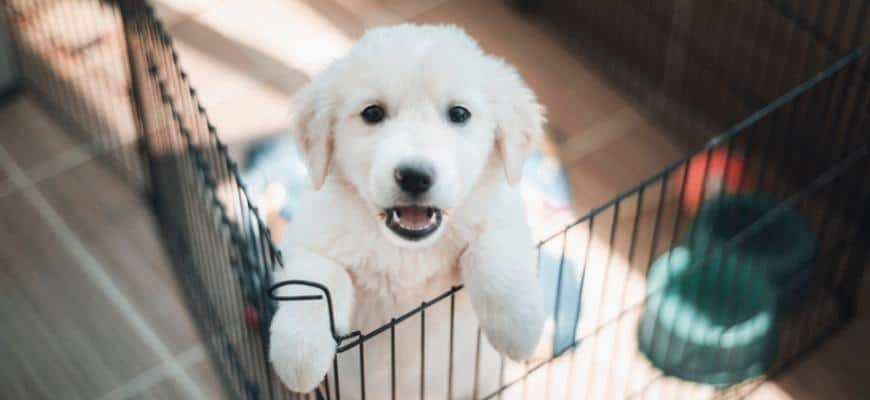 Purebred puppy Golden Retriever in a cage for potty training