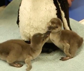 Humboldt penguin chicks