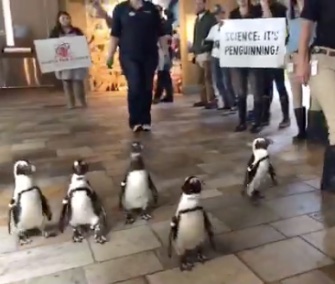 African penguins at the Monterey Bay Aquarium joined in the March for Science on Saturday.