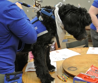 Tybee, a 3-year-old Portuguese Water Dog, can be silly and energetic or calm and docile.