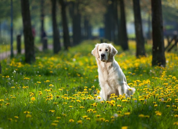 lockjaw-in-dogs-petmd-pet-friendly-sites