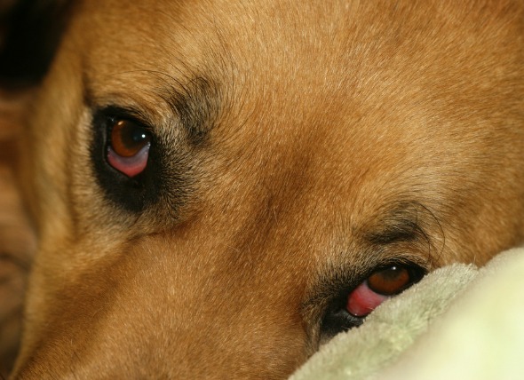 why-is-my-dogs-eye-red-droopy-petcoach