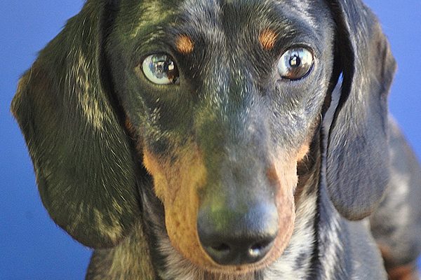 A blue-eyed Dachshund. 