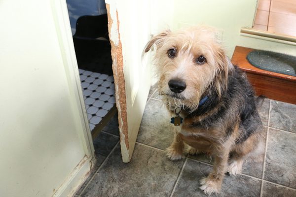 Tucker scratched and banged at this door until he dislodged the latch.