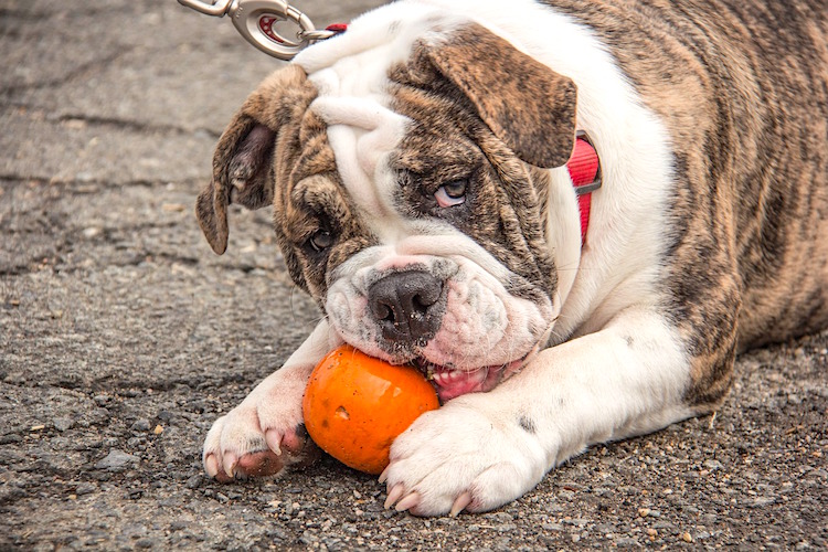 The Pros and Cons of Feeding Pumpkin to Pets Petful Pet Friendly Sites
