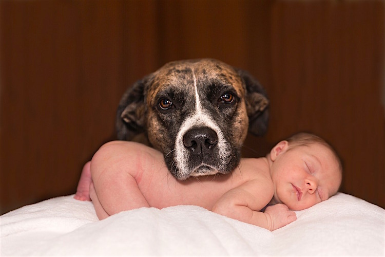 5-ways-to-get-your-pet-ready-for-a-new-baby-petful-pet-friendly-sites