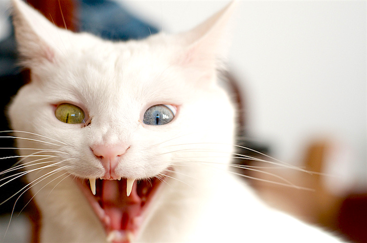 Now You See Me Now You Don t Cat Ghosts Petful Pet Friendly Sites