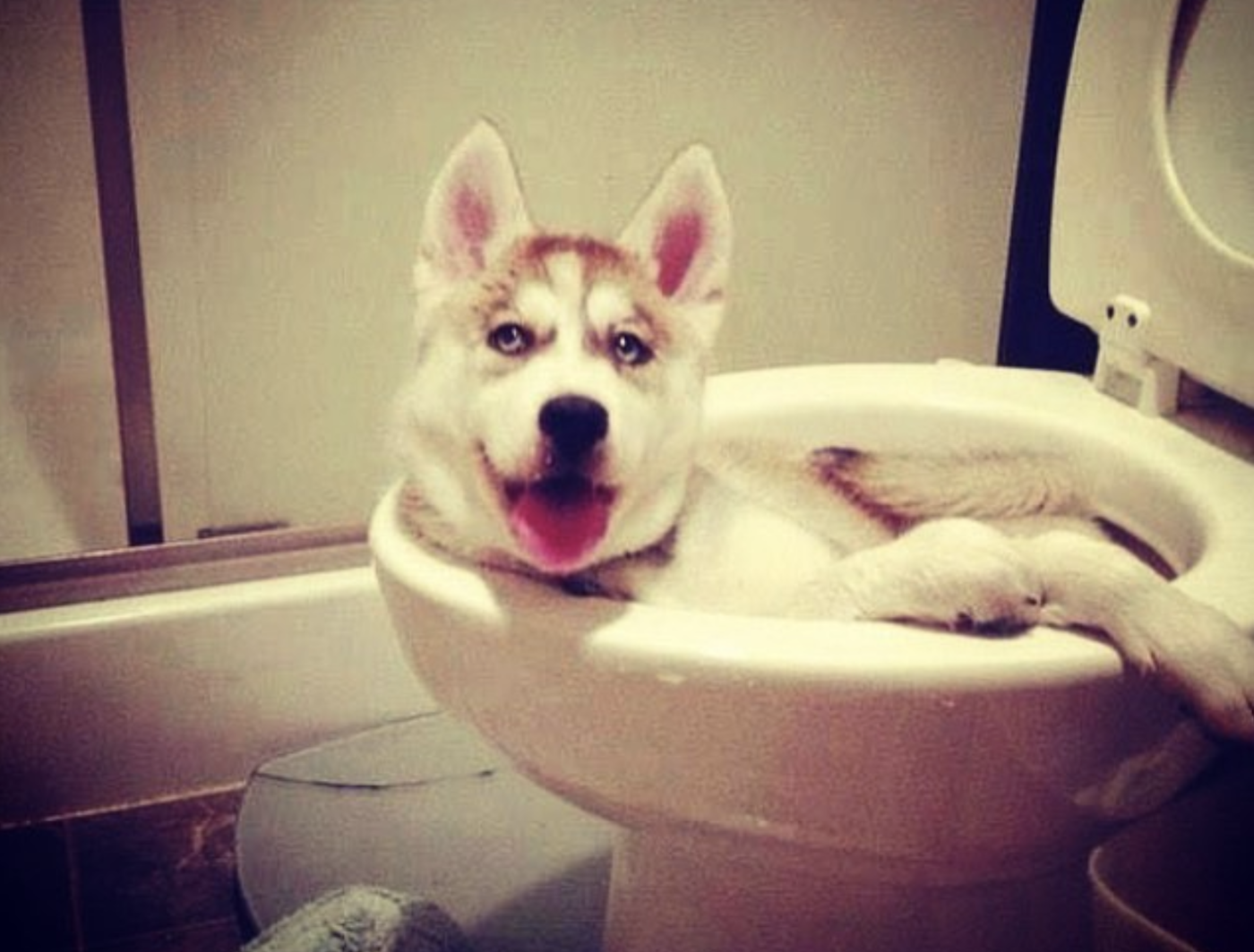 Busted 10 Pets Who Were Caught Right In The Act Petful Pet 