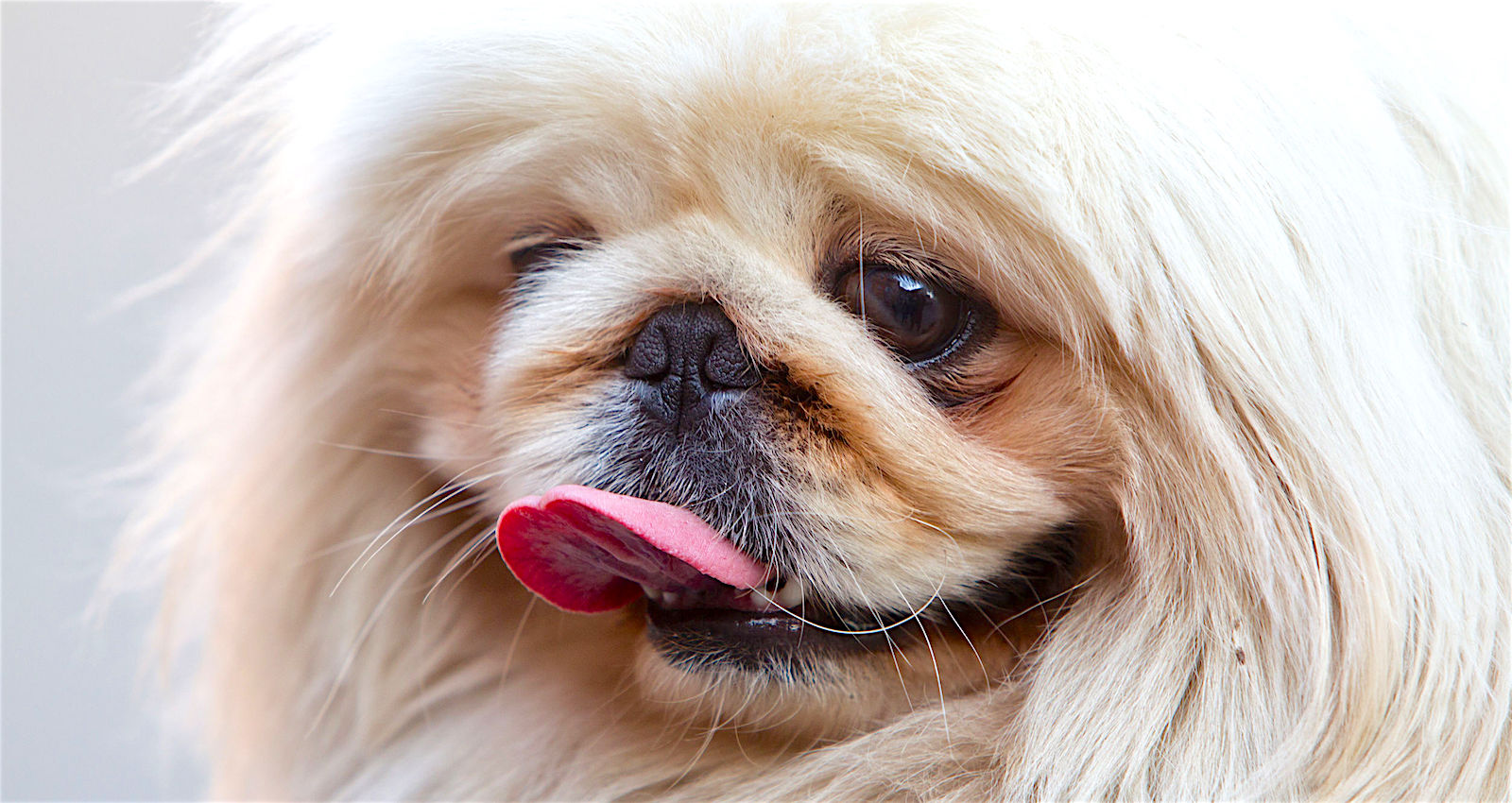 Breed Profile Pekingese Pet Friendly Sites