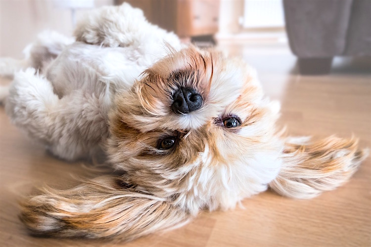 Hotel Pet Pampering Packages Actually Exist Petful Pet Friendly Sites