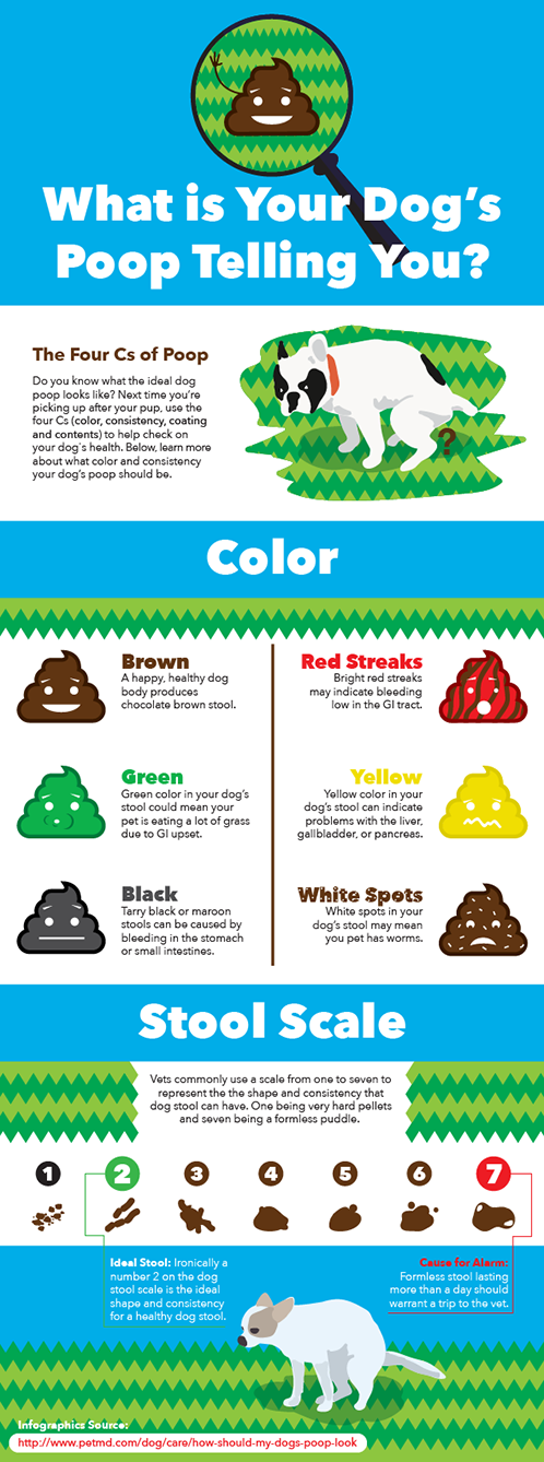 what should your dog's poop look like?