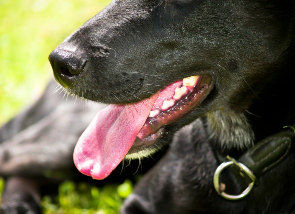 Swallowing Difficulties In Dogs PetMD Pet Friendly Sites