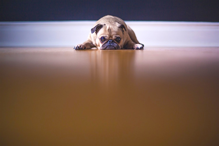 After A Breakup Who Gets The Pet Petful Pet Friendly Sites