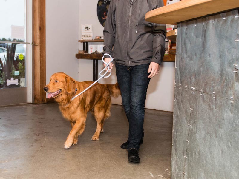 The Dog Lover’s Travel Guide Pet Friendly Sites