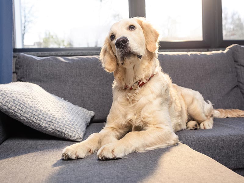 a housecleaning checklist for people hosting guests who have pet house cleaning sites
