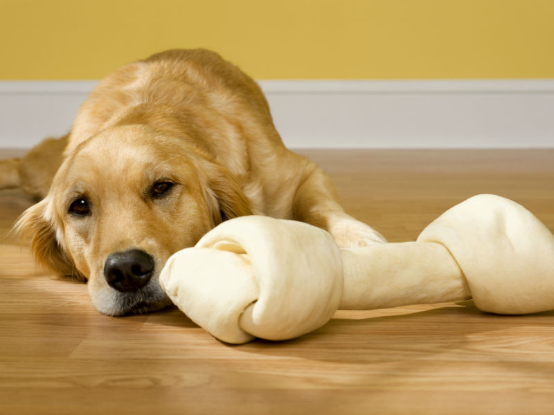 are-rawhide-chews-dangerous-for-your-dog-pet-friendly-sites