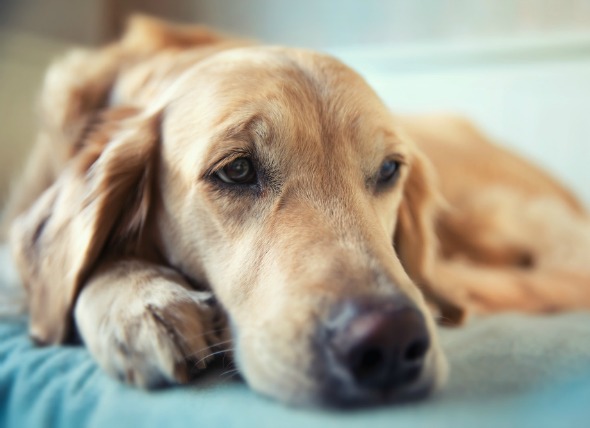 Bone Infection in Dogs | petMD