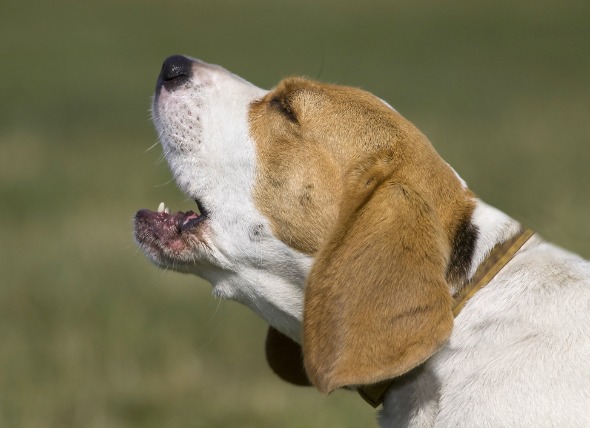 Kennel Cough - Symptoms and Treatment | petMD