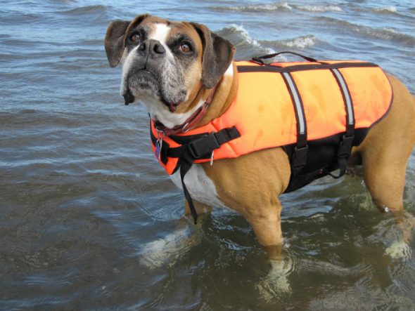 Florida pup swims three miles to safety after falling off sailboat in ...