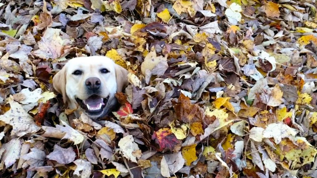 VIDEO: This hilarious, leaf-loving Lab is the antidote to Mondays. - Life With Dogs