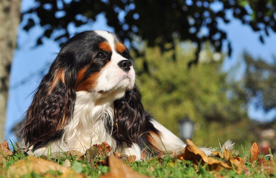 Best Dog Foods for Cavalier King Charles Spaniels - LIFE WITH DOGS