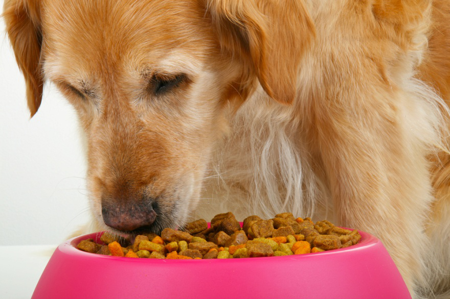 Top Dog Foods for Golden Retrievers - LIFE WITH DOGS