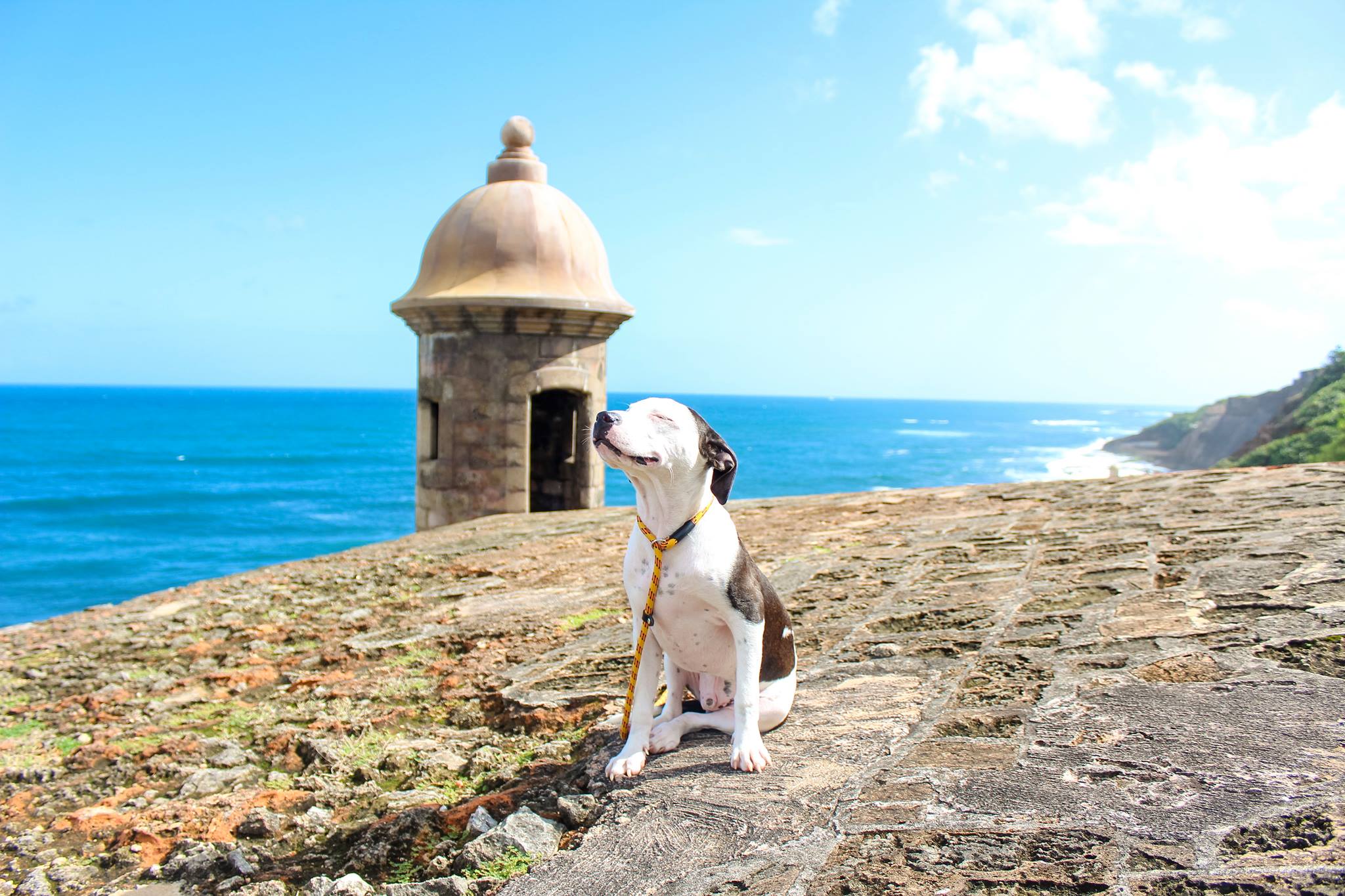 Satos are Puerto Rican Street Dogs, and You Can Adopt One - LIFE WITH DOGS