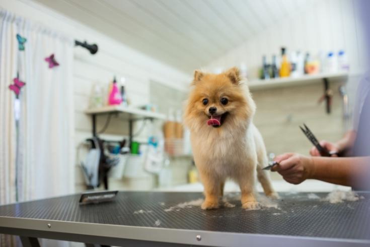 Dog grooming