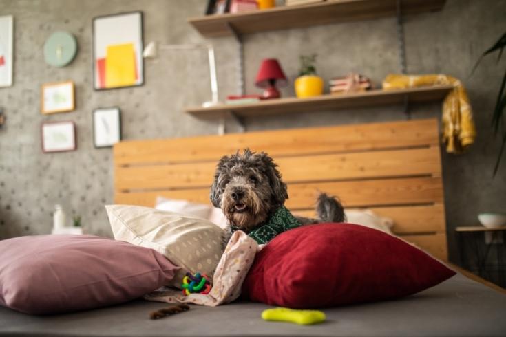 dog at home with toys and pillows