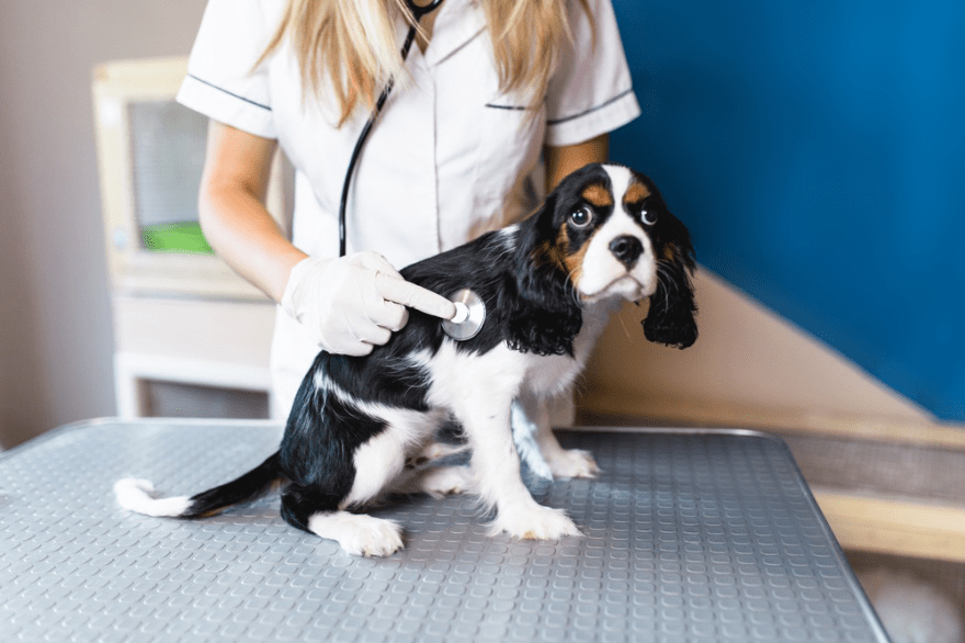 vet checking up the puppy