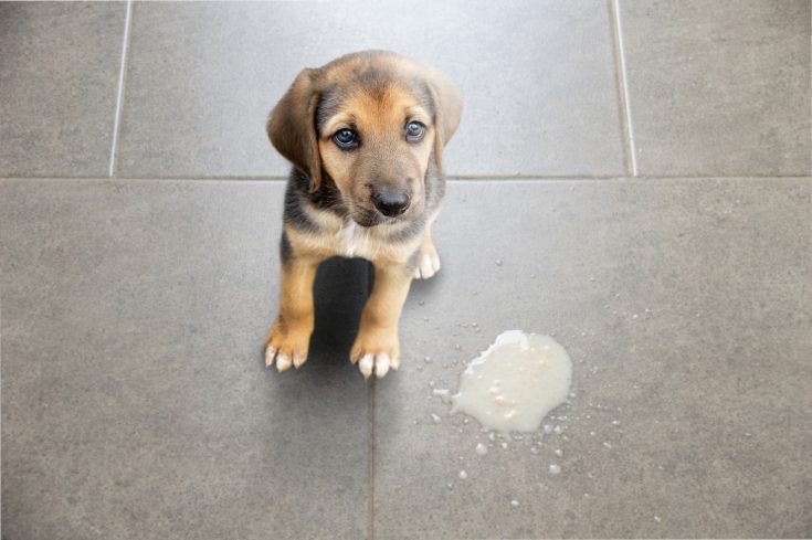 Dog vomit in the living room on the floor, sick dog vomited to cure itself close-up