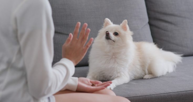 Woman training Pomeranian dog at home