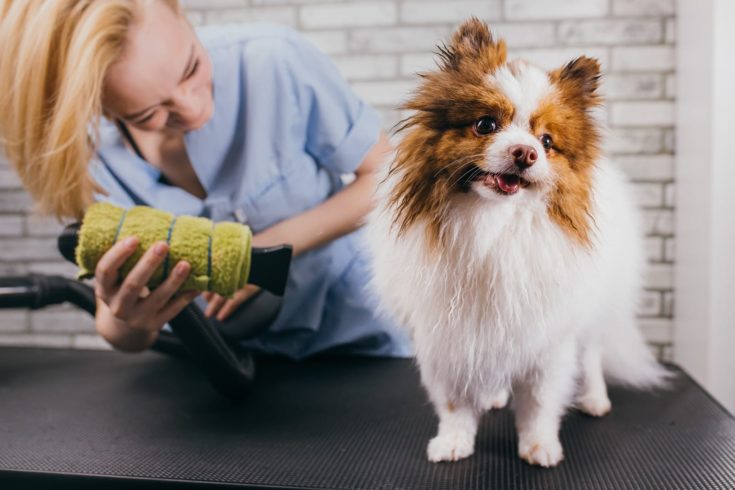 beautiful puppy spitz at grooming salon. grooming master dries wool of pet after shower.