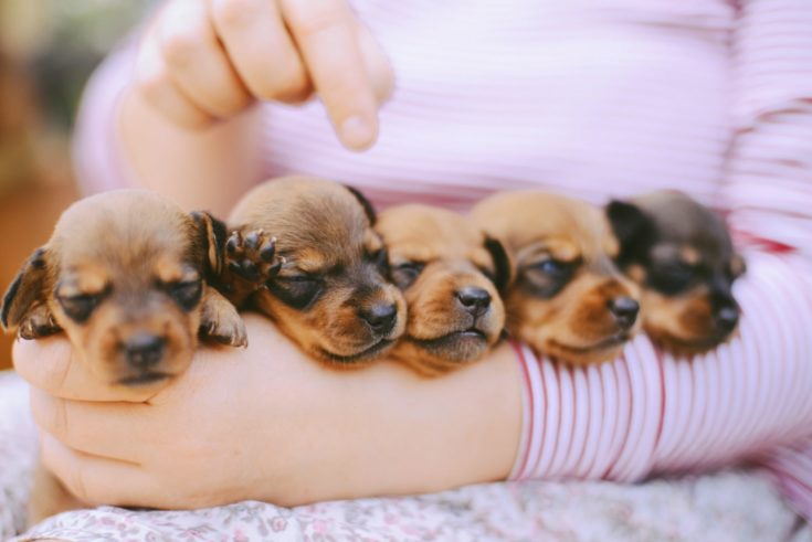 dachshund puppy. dachshund puppy portrait outdoors