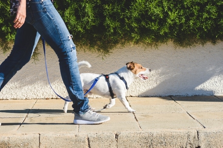 Dog walker strides with his pet on leash