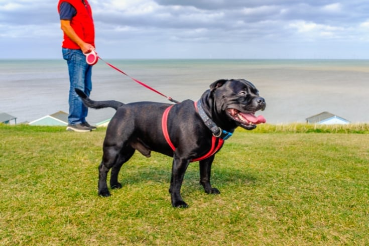 black Staffordshire Bull Terrier with retractable leash