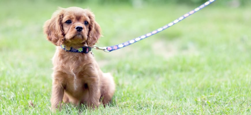 Puppy on the leash