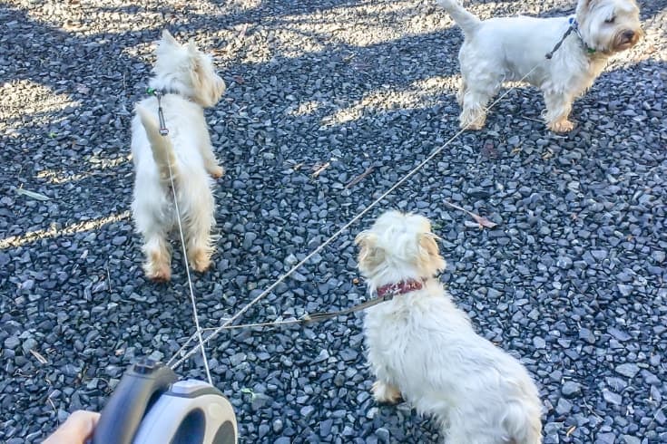 Hand holding tangled retractable leashes