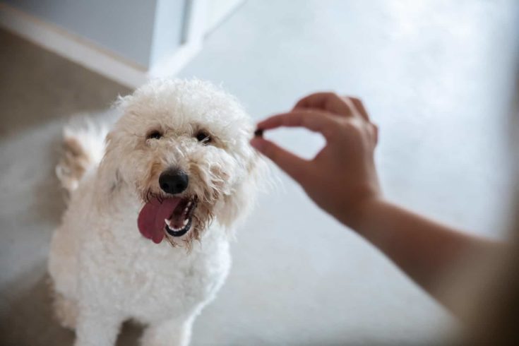 Pet Goldendoodle puppy waits patiently for treat while being trained e1612159008989