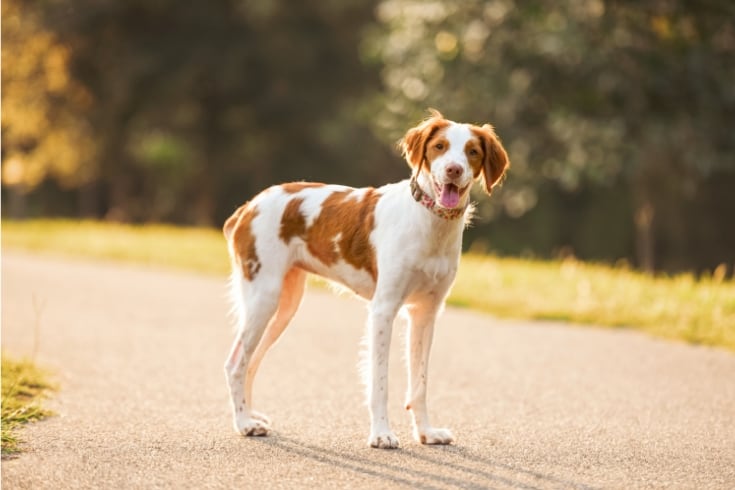 Brittany Spaniel