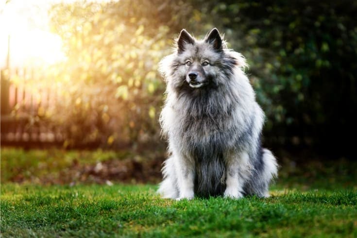 Gray dog Keeshond