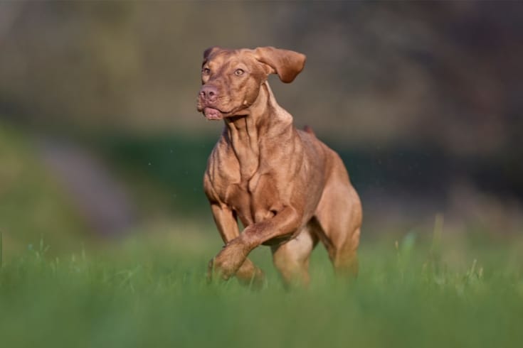 Hungarian Magyar Vizsla