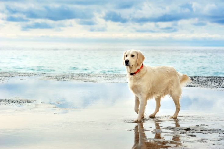 young white golden retriever e1635644242734