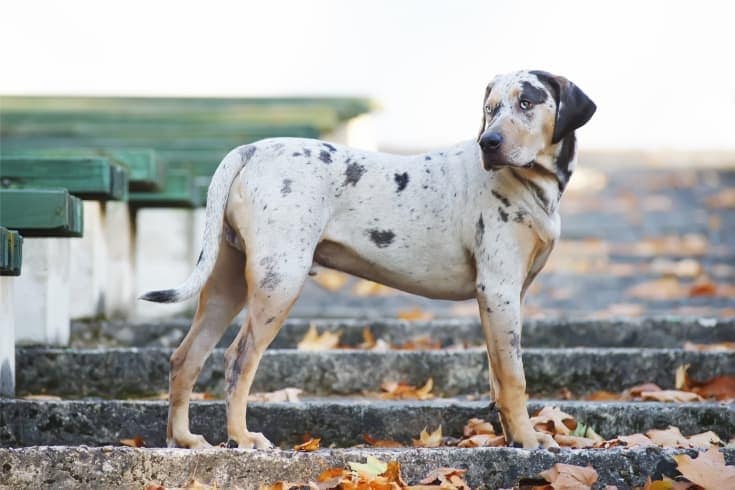 Louisiana Catahoula Leopard dog