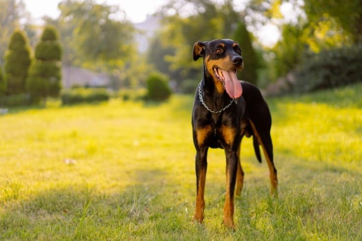 Doberman Pinscher