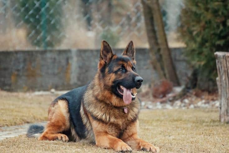 Obedience Training german shepherd